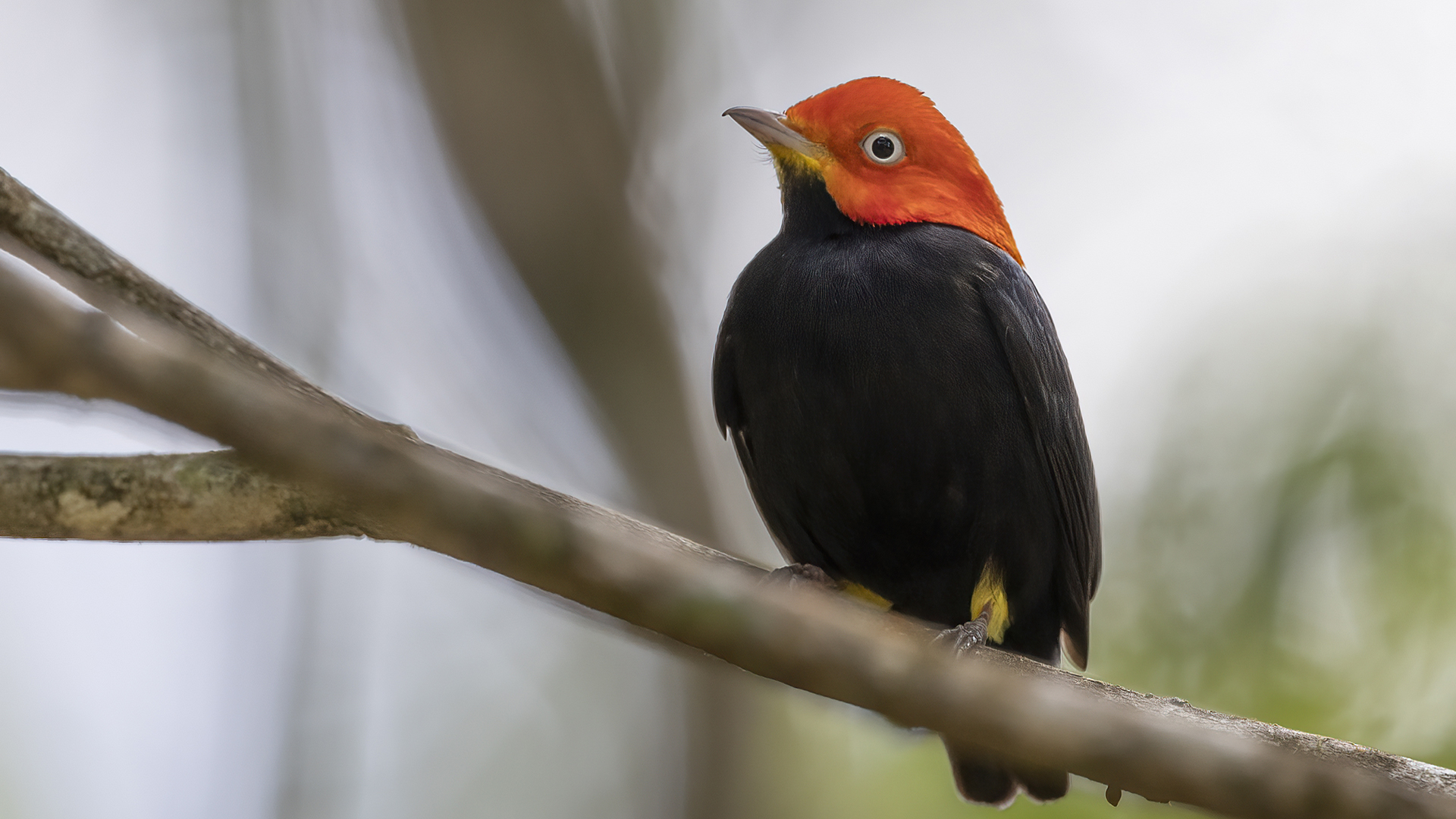 Red-capped Manakin
